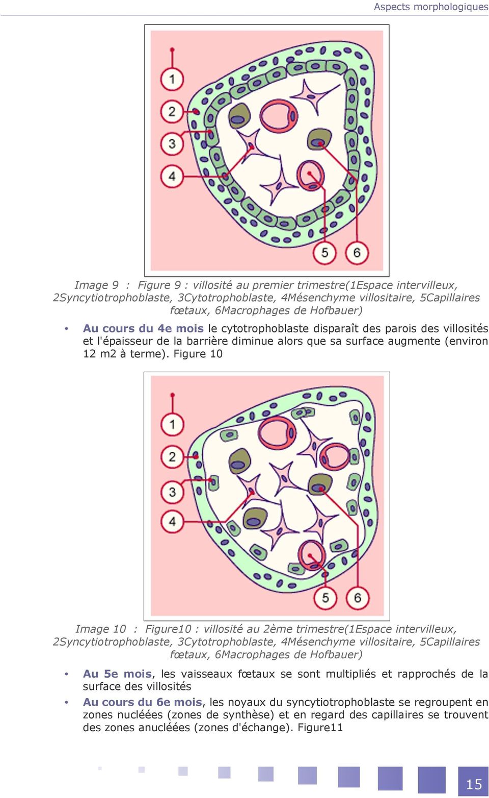 Figure 10 Image 10 : Figure10 : villosité au 2ème trimestre(1espace intervilleux, 2Syncytiotrophoblaste, 3Cytotrophoblaste, 4Mésenchyme villositaire, 5Capillaires fœtaux, 6Macrophages de Hofbauer) Au