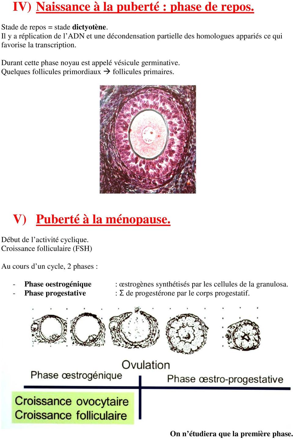 Durant cette phase noyau est appelé vésicule germinative. Quelques follicules primordiaux follicules primaires. V) Puberté à la ménopause.