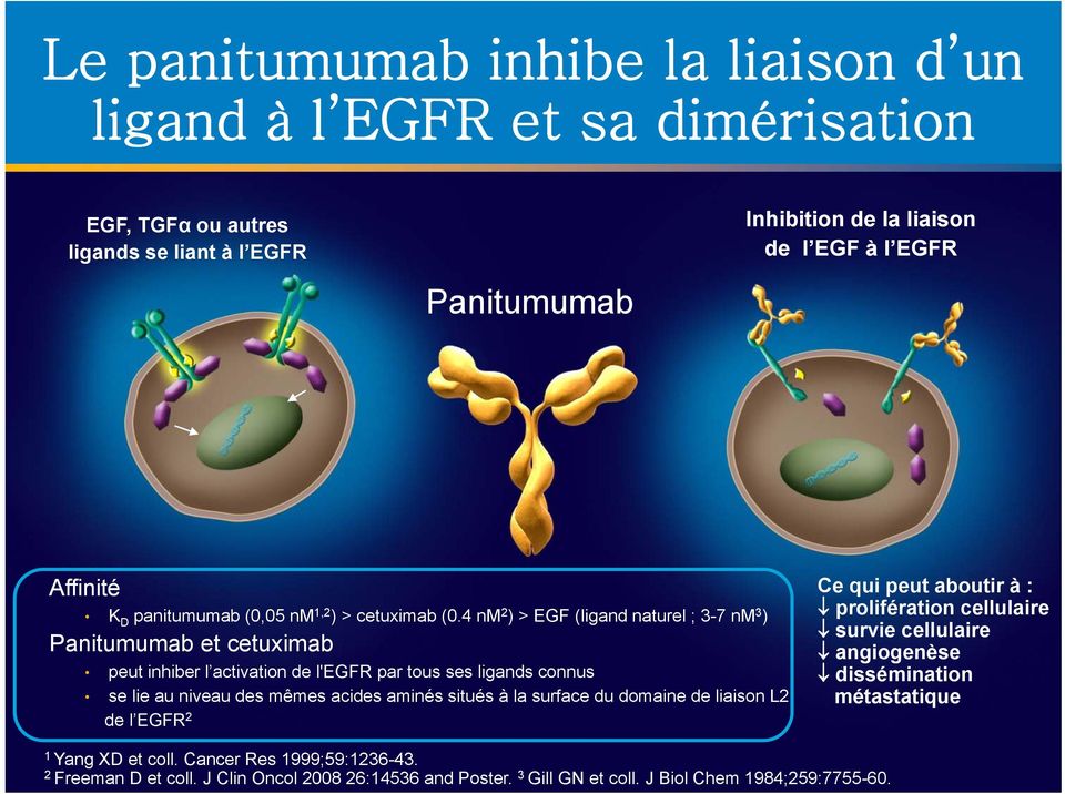 4 nm 2 ) > EGF (ligand naturel ; 3-7 nm 3 ) Panitumumab et cetuximab peut inhiber l activation de l'egfr par tous ses ligands connus se lie au niveau des mêmes acides aminés situés