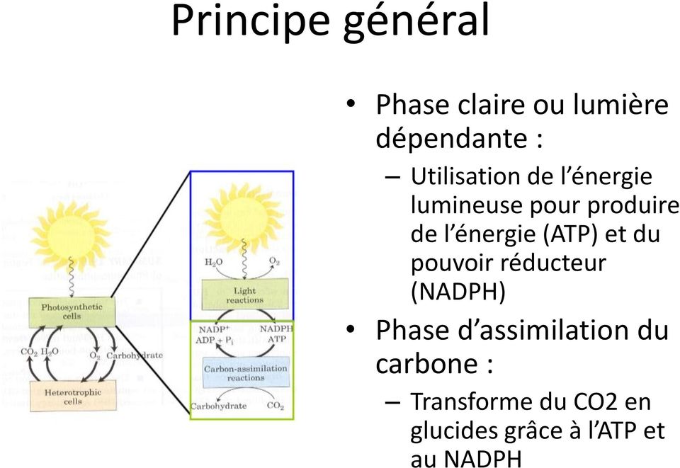 énergie (ATP) et du pouvoir réducteur (NADPH) Phase d