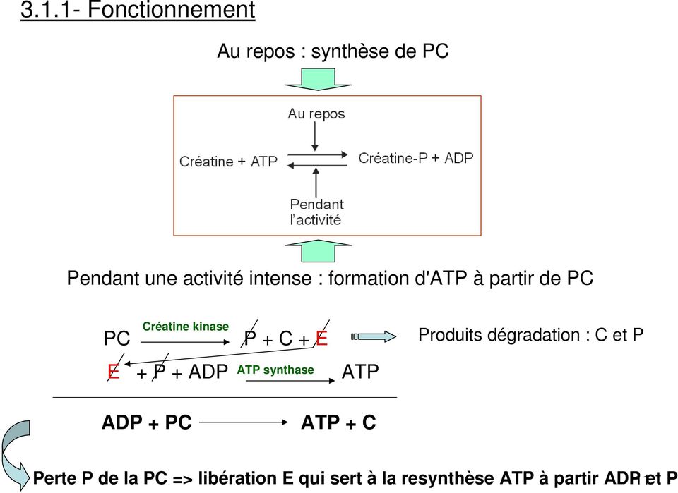 P + ADP ATP synthase ATP Produits dégradation : C et P ADP + PC ATP + C