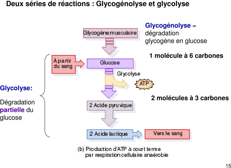 en glucose 1 molécule à 6 carbones Glycolyse: