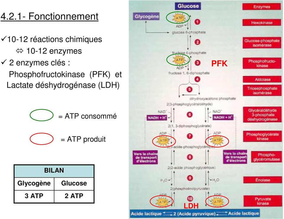 (PFK) et Lactate déshydrogénase (LDH) PFK = ATP