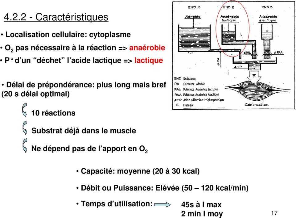 délai optimal) 10 réactions Substrat déjà dans le muscle Ne dépend pas de l apport en O 2 Capacité: