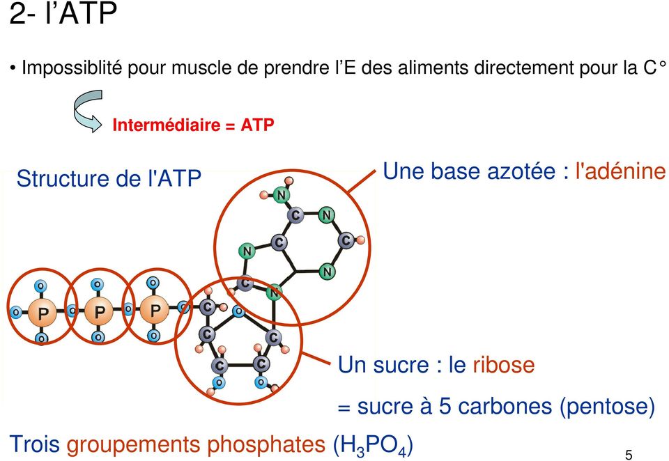 Une base azotée : l'adénine Trois groupements phosphates (H 3
