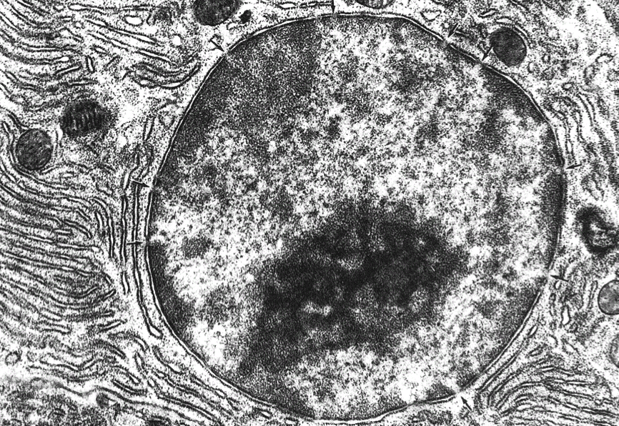2. CONSTITUANTS DE LA CELLULE ANIMALE Le noyau Le cytoplasme La membrane plasmique Noyau «au microscope