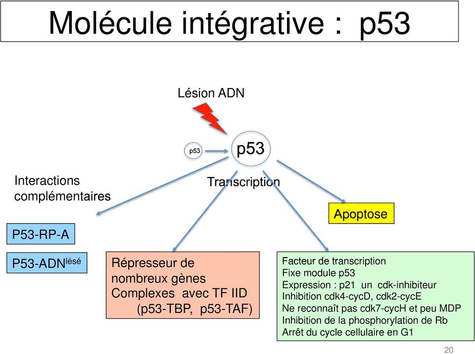 transcription Fixe module p53 Expression : p21 un cdk-inhibiteur Inhibition cdk4-cycd, cdk2-cyce Ne