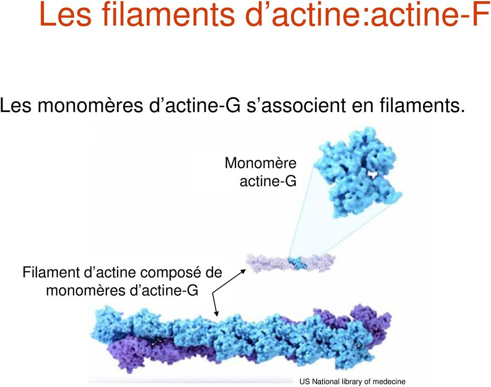 Monomère actine-g Filament d actine composé