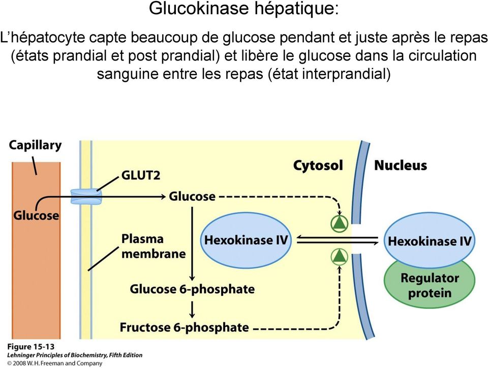 prandial et post prandial) et libère le glucose dans