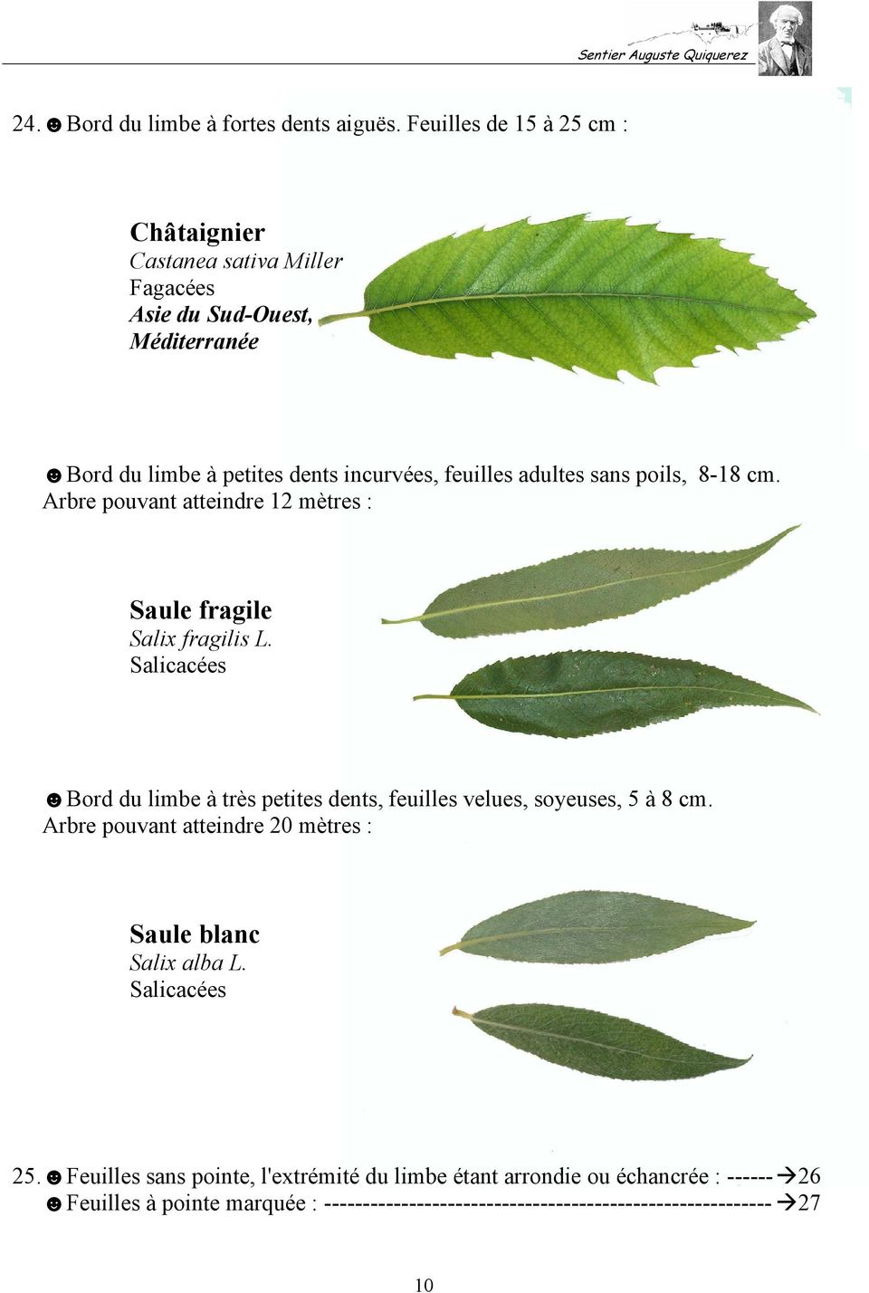 adultes sans poils, 8-18 cm. Arbre pouvant atteindre 12 mètres : Saule fragile Salix fragilis L.