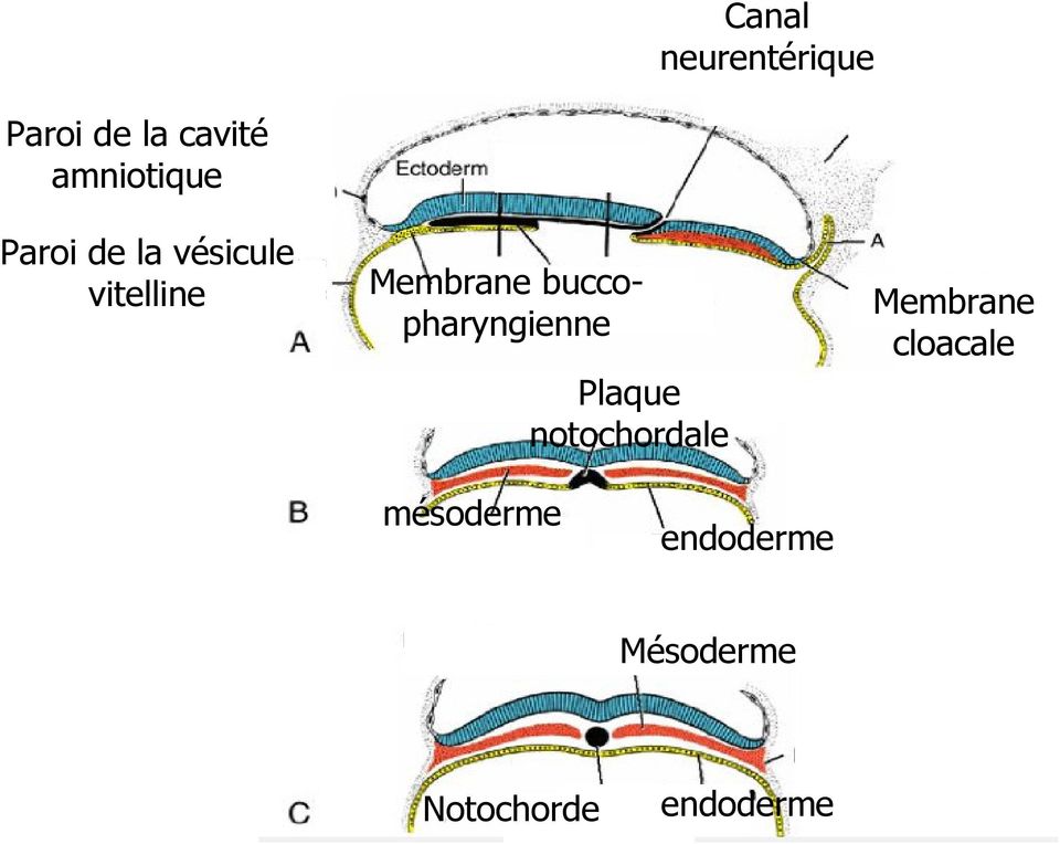 Membrane buccopharyngienne Plaque notochordale