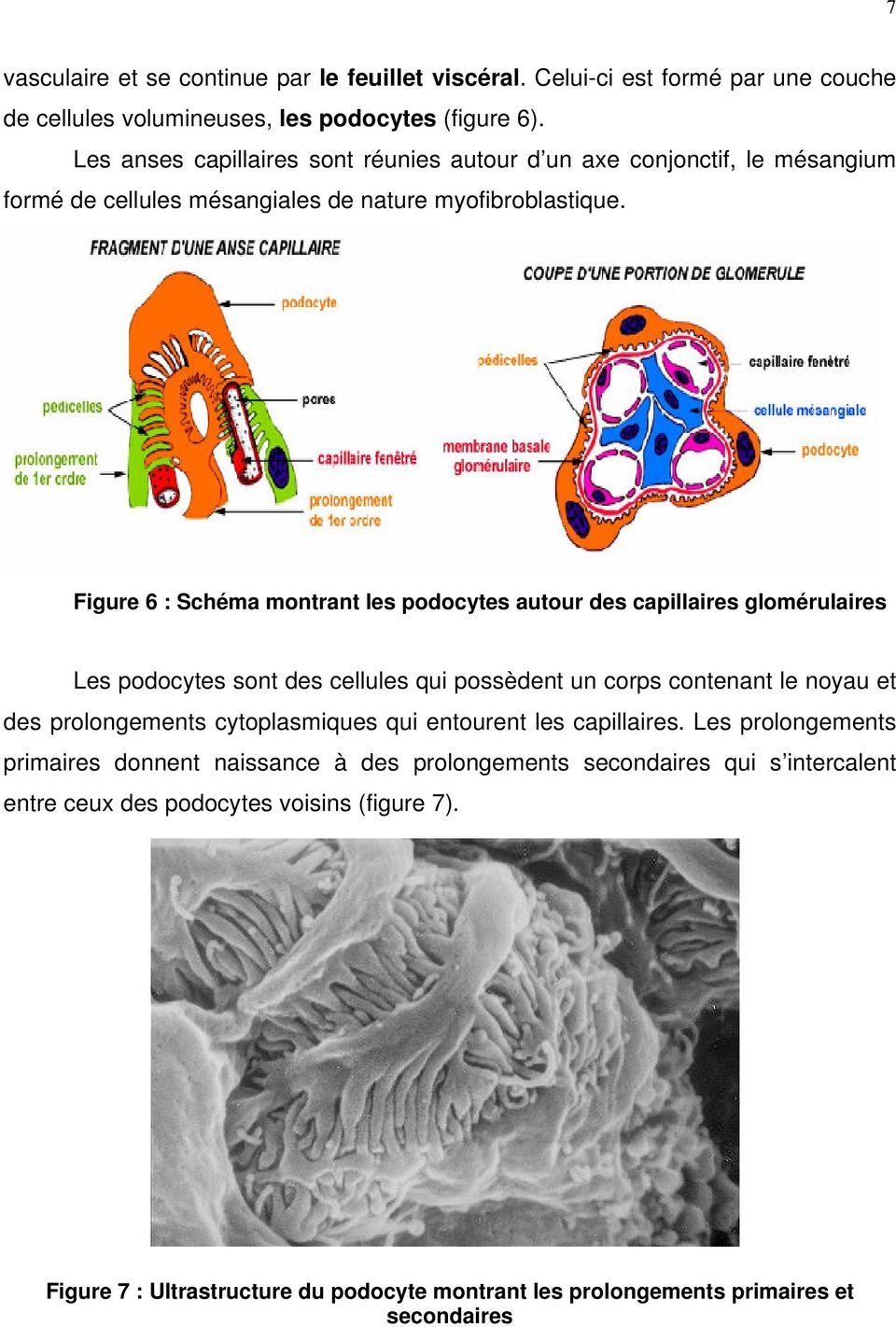 Figure 6 : Schéma montrant les podocytes autour des capillaires glomérulaires Les podocytes sont des cellules qui possèdent un corps contenant le noyau et des prolongements