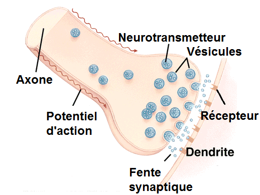 Partie post-synaptique : Ici, la membrane abrite des récepteurs spécifiques au libéré précédemment dans la fente synaptique.