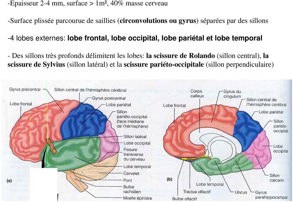 lobe pariétal et lobe temporal - Des sillons très profonds délimitent les lobes: la scissure de