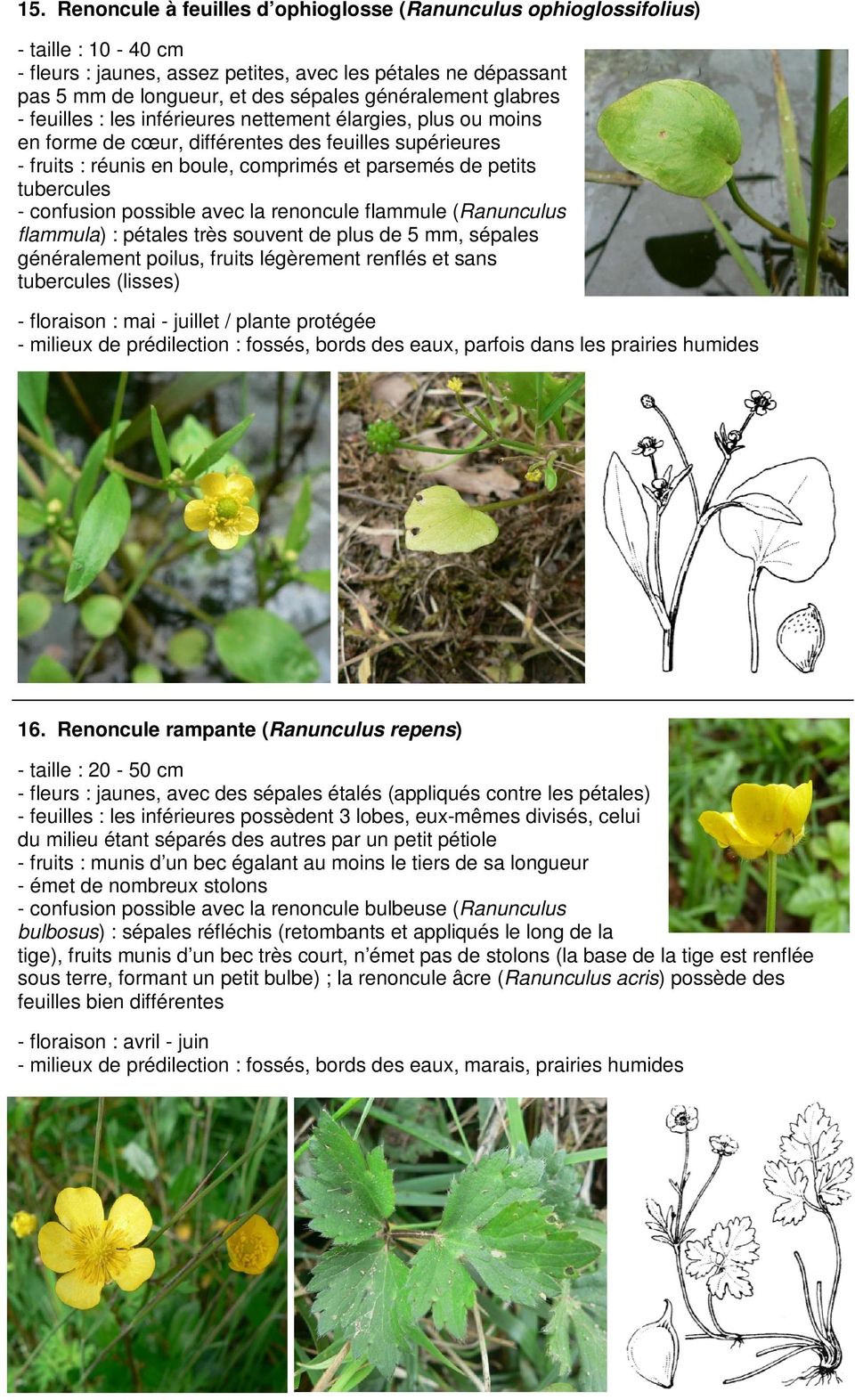 tubercules - confusion possible avec la renoncule flammule (Ranunculus flammula) : pétales très souvent de plus de 5 mm, sépales généralement poilus, fruits légèrement renflés et sans tubercules