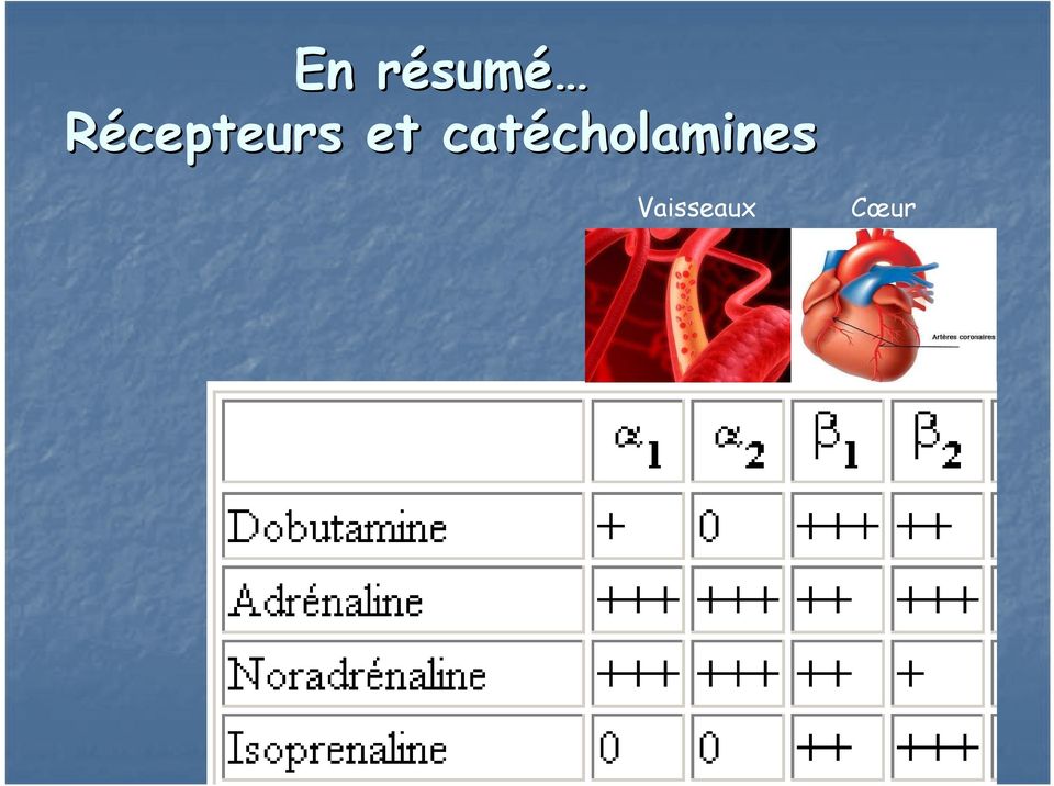 catécholamines