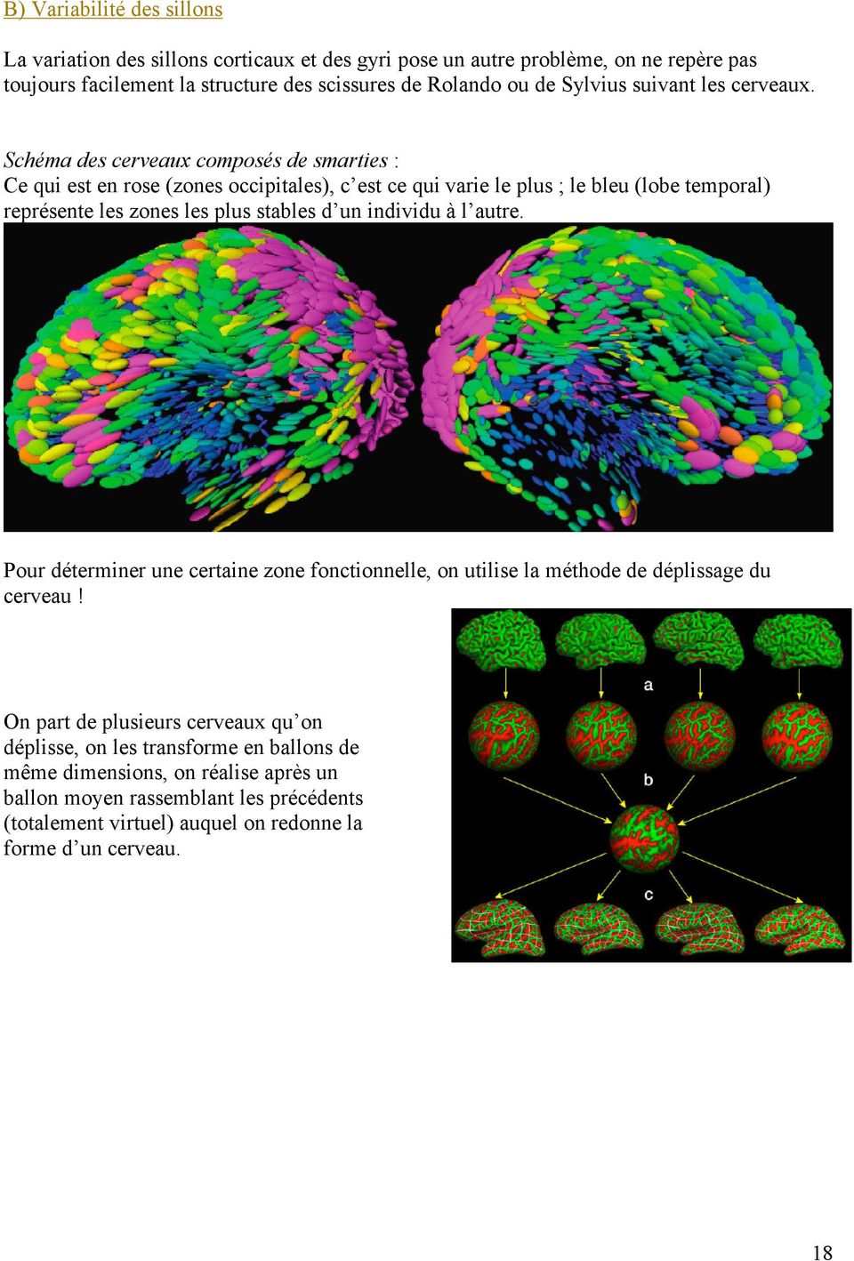 Schéma des cerveaux composés de smarties : Ce qui est en rose (zones occipitales), c est ce qui varie le plus ; le bleu (lobe temporal) représente les zones les plus stables d un