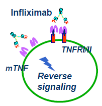 Se fixe au TNFα membranaire des LT CD4, Th1, LT CD8+ activés et macrophages activés.