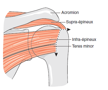 Anatomie de l épaule Face