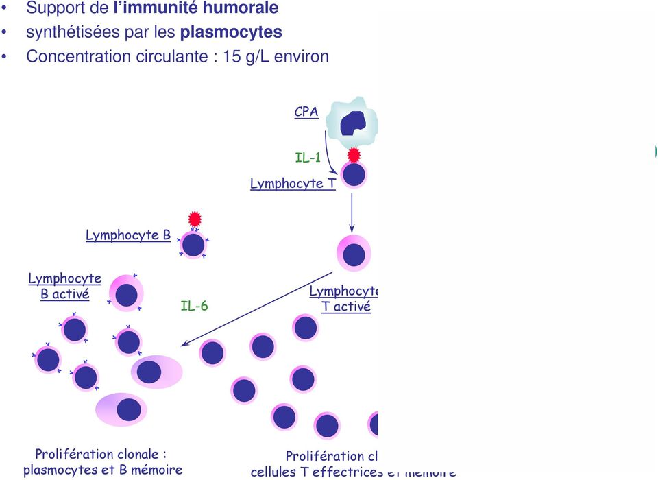 Lymphocyte B Lymphocyte B activé IL-6 Lymphocyte T activé IL-2, IFNg Cellule NK Prolifération clonale :
