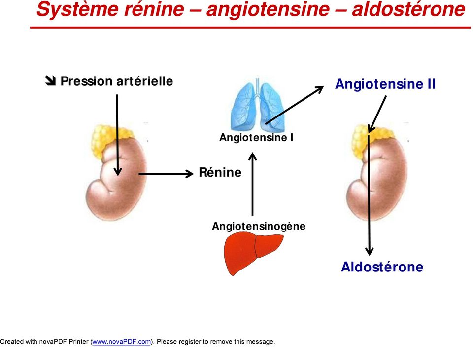 Angiotensine II Angiotensine I
