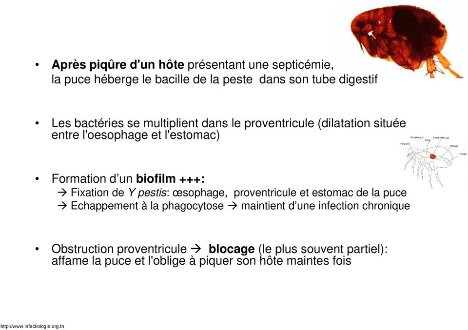 +++: Fixation de Y pestis: œsophage, proventricule et estomac de la puce Echappement à la phagocytose maintient d une