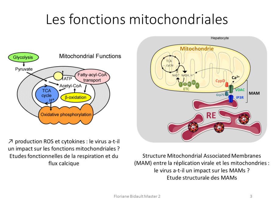 Les principales fonctions physiologiques des mitochondries sont le métabolisme énergétique notamment avec la chaîne respiratoire et la signalisation cellulaire via le calcium.