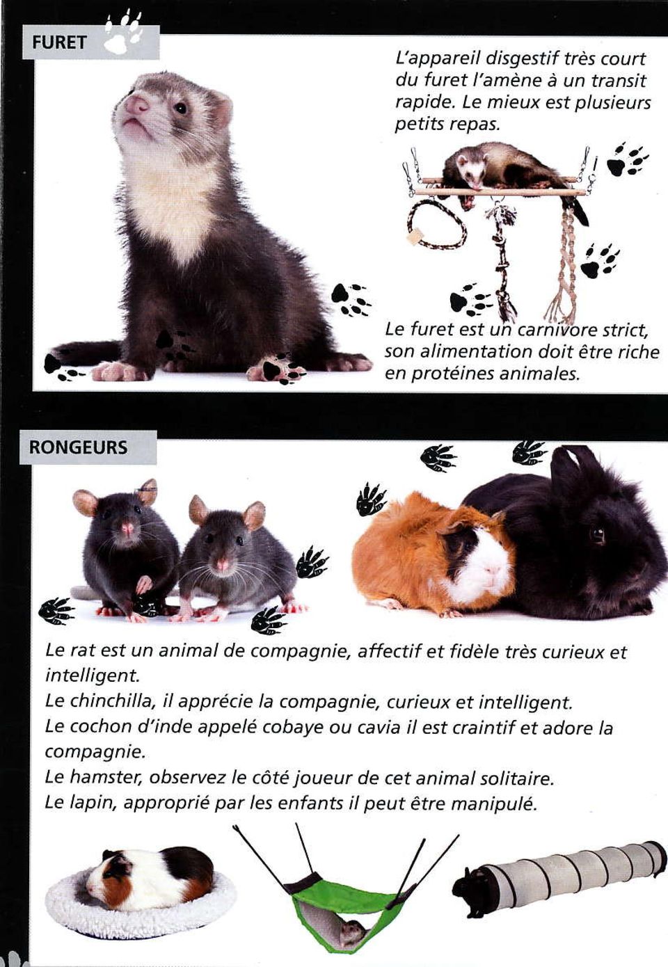 RONGEURS Le rat est un animal de compagnie, affectif et fidèle très curieux et intelligent. Le chinchilla, il appécie la compègnie.