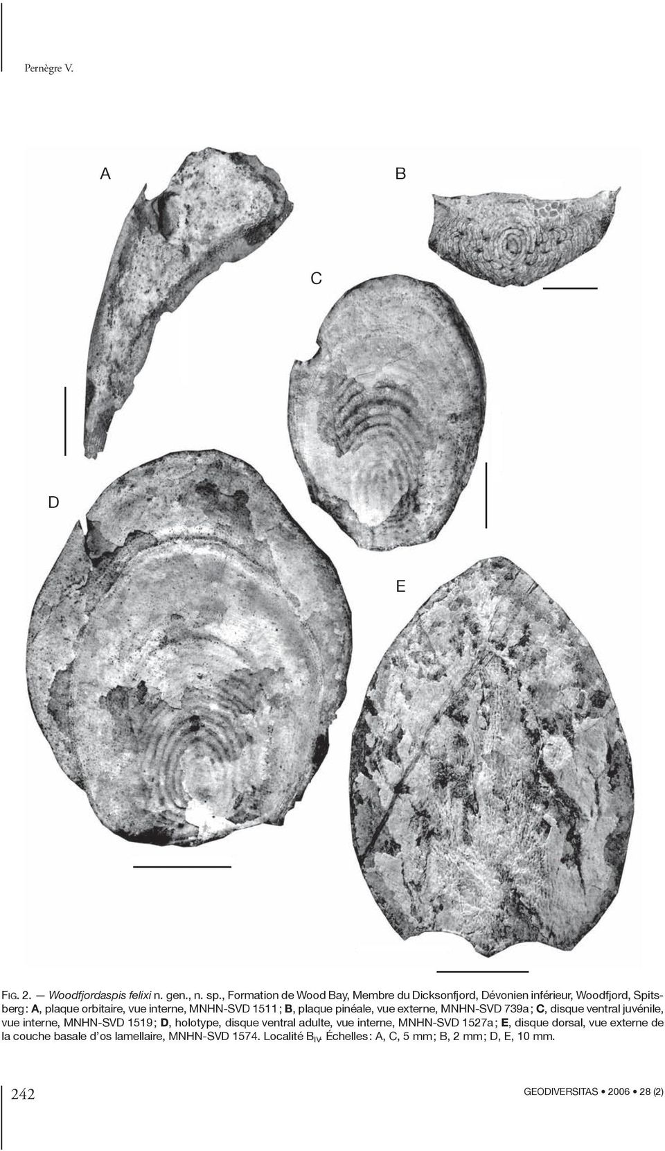 MNHN-SVD 1511 ; B, plaque pinéale, vue externe, MNHN-SVD 739a ; C, disque ventral juvénile, vue interne, MNHN-SVD 1519 ; D,