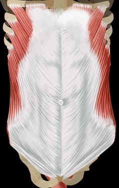L abdomen Postérieur Antérieur