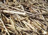 Les tontes de Gazon Faire sécher les tontes un jour ou deux au soleil avant de les réutiliser. Eviter d utiliser des plantes montées en graines.