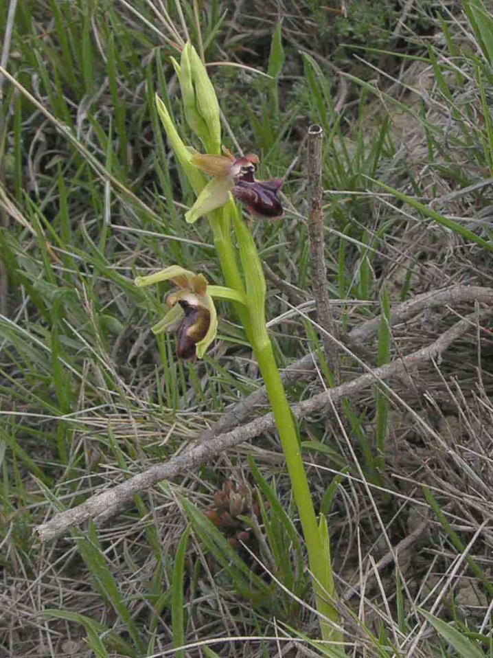 Ophrys incubacea Floraison de mars à mai Tige grêle, port élancé Fleur assez grande Labelle allongé, macule en forme de H Champ basal sombre,