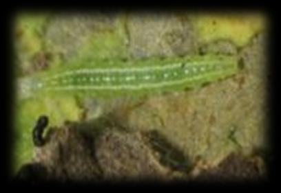 Forficule FREDON Pucerons (Aphis gossypii) Description : Insecte piqueur-suceur Dégâts : Les colonies de pucerons peuvent provoquer l argenture du feuillage.