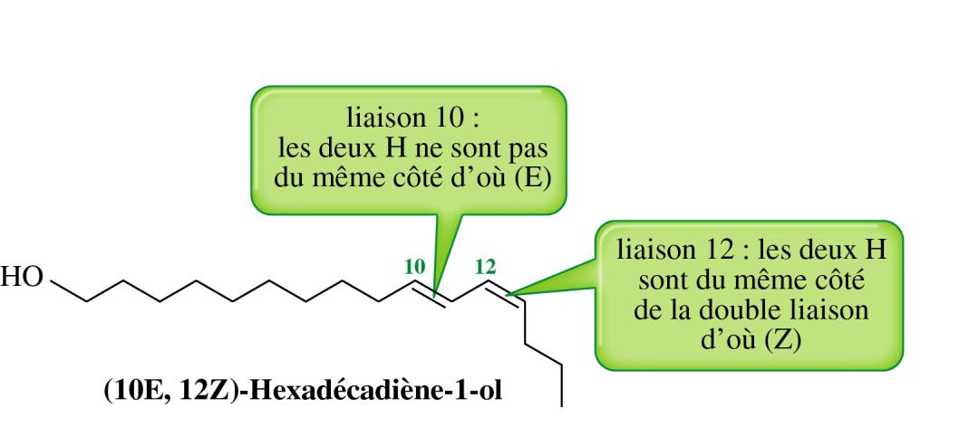 Exercices de méthode 14. Exercice résolu. 15. a. La formule semi développée de l isomère proposé est : CH 3 CH(OH) CH(OH) CH 2 CH 3 * La chaîne est formée de 5 atomes de carbone pentane.