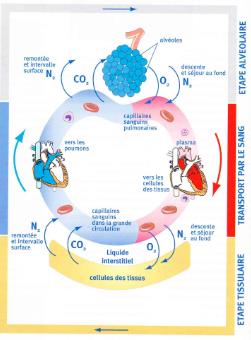 Les échanges gazeux respiratoire * - L échange alvéolaire - Les modes de transport - L échange tissulaire Hématose: ensemble des échanges