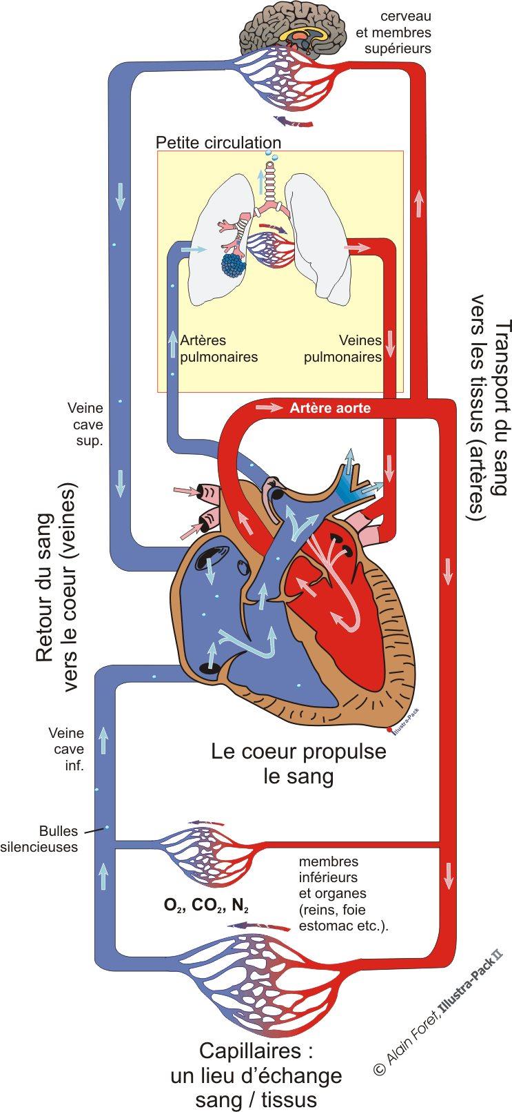 Artère Aorte transport du sang riche en CO² du cœur vers les poumons l aide des Artères Pulmonaires Petite circulation Petite circulation transport du sang riche en O² des poumons vers le cœur à l