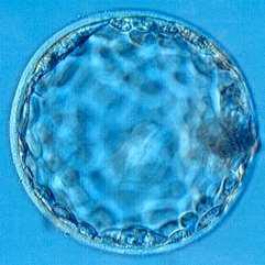 Étapes de la segmentation: formation du blastocyste Zone