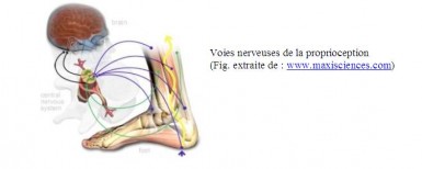 voies possibles à partir de la corne postérieure médullaire : 1/ une voie segmentaire, la plus courte, restant médullaire, réflexe.