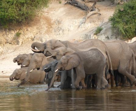 JOUR 4 : Découverte du Parc de Chobe en voiture de safari ouverte. JOUR 5 : Vous quittez la région nord River Front de Chobe pour découvrir sa partie sud-ouest : Savuti.