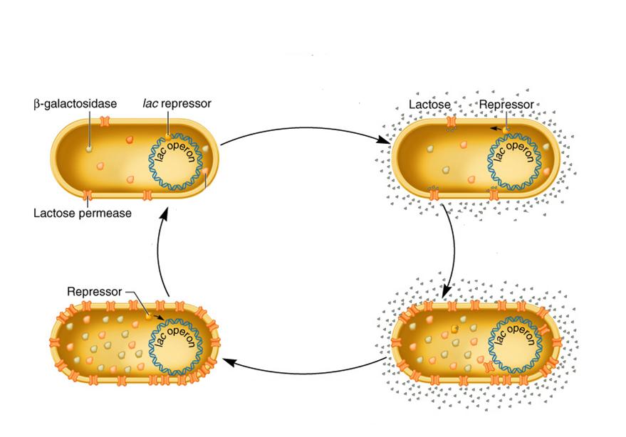 Le cycle d induction et de répression de l opéron lac lac est faiblement exprimé même sans lactose - la «fuite» de l opéron lactose devient disponible