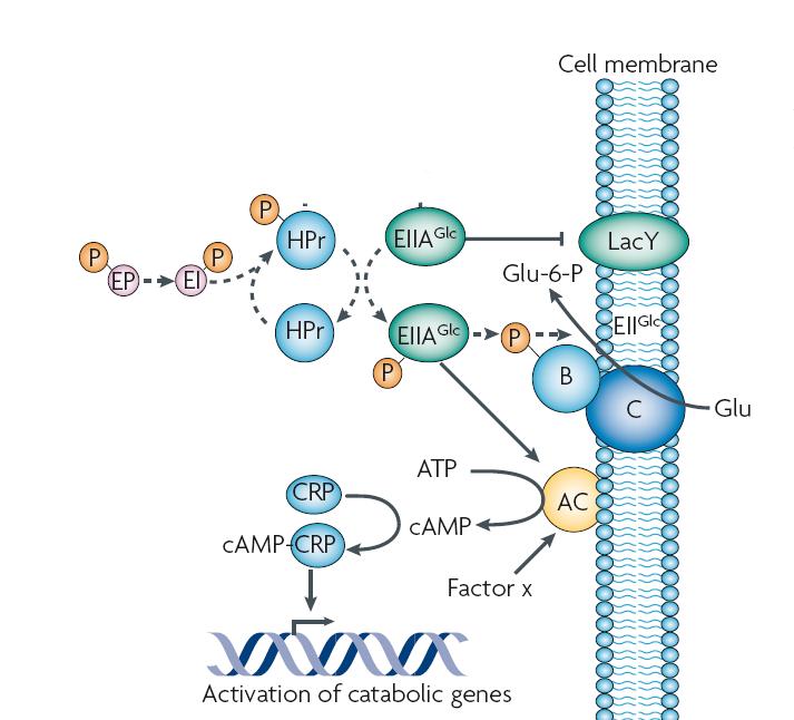 en l absence de glucose l adenylate cyclase est activée et la forme active CRP est presente