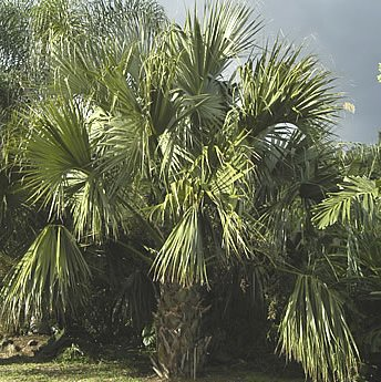 Ici nous voyons deux sortes de palmiers : fruitier et décoratif.