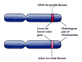 Allèle pour yeux bleus (b) Gène pour la couleur des yeux Chromosomes homologues Allèle pour yeux