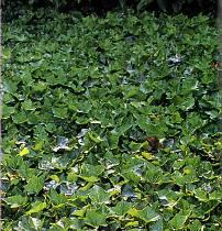 Alchémille Alchemilla mollis : 25 cm, feuillage vert glauque, floraison juin-juillet, D : 6 à 7/m² Photo : association alchémille géranium Bruyère Erica darleyensis : 35 cm, feuillage vert, floraison