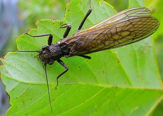 La Rotja abrite de très nombreux insectes, apprenons à les reconnaître : Les plécoptères : Leplusconnu,la perleestungrand plécoptère mesurant jusqu à 4 cm.