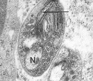 2. Notion de Parasite Parasite : organisme qui pendant une partie ou la totalité de son existence vit au dépend d autres organismes appelés hôtes.