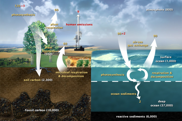 Le Cycle du Carbone Les flux et stocks de