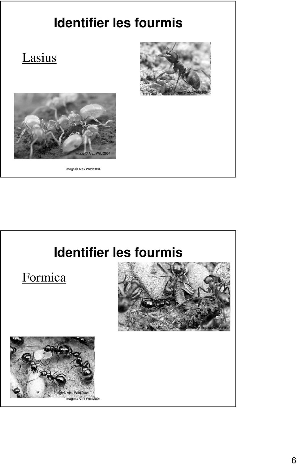Formica Identifier les fourmis Image Alex Wild