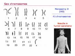 1.1 Mutations chromosomiques Euploïdie Anomalies du nombre de chromosome (aneuploïdie) Altération de la structure