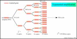 Répétition de trinucléotides dans le syndrome de l'x fragile 1.3 Mutations somatiques et germinales 1.4 La variabilité génétique dans les populations humaines 1.4.1 La PCR 1.4.1 La PCR 1.4.2 Les SNPs 1.